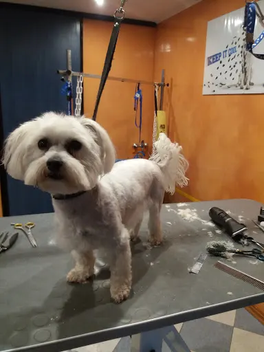 Salon Groomerski Pupil Strzyżenie i Pielęgnacja Psów Małgorzata Bepirszcz